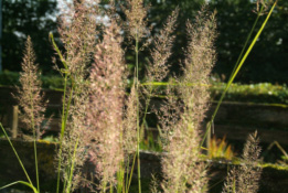 Calamagrostis brachytricha Diamantgras bestellen